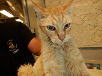 BIG BIRD -  Domestic Short Hair Cat for Adoption in San Jose, California - BIG BIRD | PetCurious