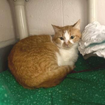 Rescue Domestic Short Hair Cats for Adoption in Hopkinton, Massachusetts - Bud | PetCurious