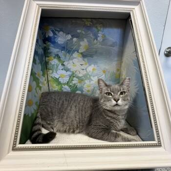 Rescue Domestic Short Hair Cats for Adoption in Decherd, Tennessee - Gretchen Wilson | PetCurious