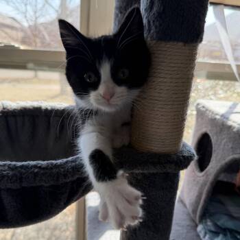 Domestic Short Hair Cats Available for Adoption - Queen Julian | PetCurious