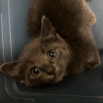 Sly Cooper -  Domestic Short Hair Cat for Adoption in Lynchburg, Virginia - Sly Cooper | PetCurious