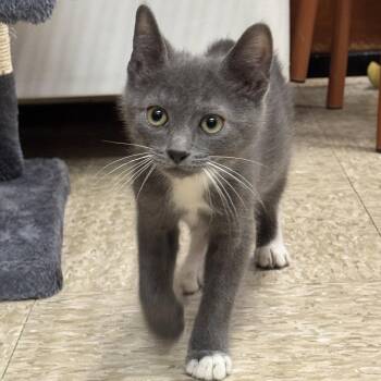 Domestic Short Hair Cats Available for Adoption in Hazlet, New Jersey - Antonio | PetCurious