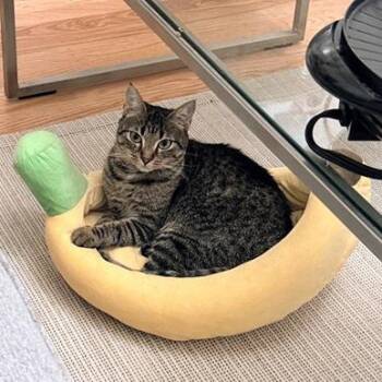 Cookie -  Domestic Short Hair and Domestic Long Hair Cat for Adoption in San Francisco, California - Cookie | PetCurious