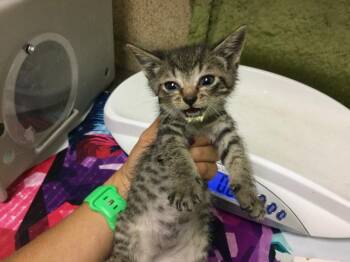 Domestic Short Hair Cats Available for Adoption in Riverside, California - BUFFALO | PetCurious