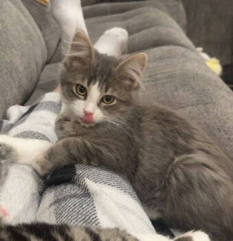 Rescue Domestic Long Hair Cats for Adoption in Traverse City, Michigan - Noah | PetCurious