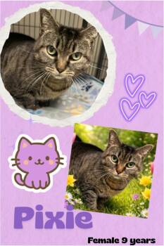 Domestic Short Hair Cats Available for Adoption in Blountville, Tennessee - Pixie | PetCurious