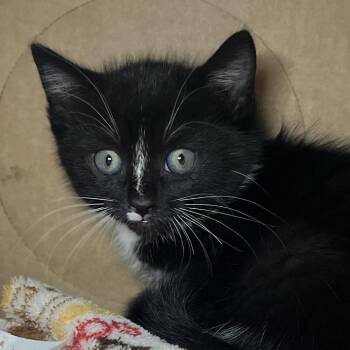 Domestic Short Hair Cats Available for Adoption in Palm Springs, California - Navy | PetCurious