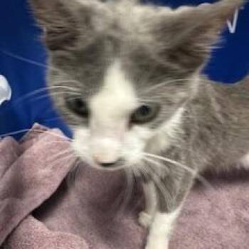 Domestic Short Hair Cats Available for Adoption in Kanab, Utah - Alberto | PetCurious