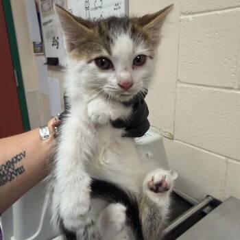 Domestic Short Hair Cats Available for Adoption in Reno, Nevada - Safari | PetCurious