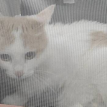 Nami -  Domestic Short Hair Cat for Adoption in Newark, New Jersey - Nami | PetCurious