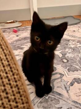 Rescue Domestic Short Hair Cats for Adoption in Beaverton, Oregon - Roxy | PetCurious