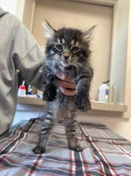 Yoplait -  Domestic Short Hair Cat for Adoption in Marion, Ohio - Yoplait | PetCurious