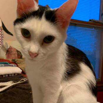 Domestic Short Hair Cats Available for Adoption in Dekalb, Illinois - Serena | PetCurious