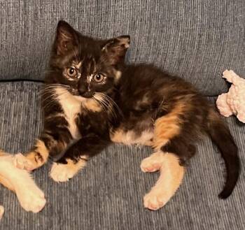 Skittles -  Domestic Short Hair Cat for Adoption in Pawleys Island, South Carolina - Skittles | PetCurious