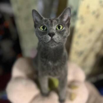 Momma Riverdale -  Domestic Short Hair Cat for Adoption in Columbiana, Alabama - Momma Riverdale | PetCurious