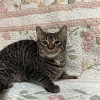 Gumbo -  Domestic Short Hair Cat for Adoption in Waterloo, Iowa - Gumbo | PetCurious