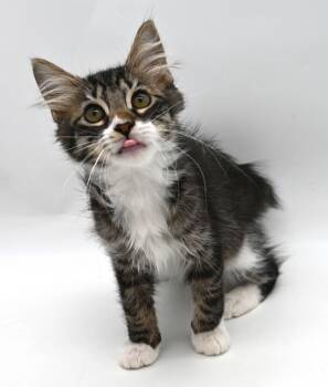 Benji (Bobtail, Fluff) -  Domestic Long Hair Cat for Adoption in Mobile, Alabama - Benji (Bobtail, Fluff) | PetCurious