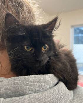 Domestic Long Hair Cats Available for Adoption - Kitten - Dragonfly | PetCurious