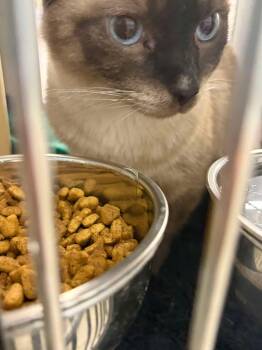 Sasha -  Siamese Cat for Adoption in Grove City, Ohio - Sasha | PetCurious