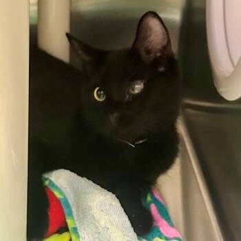 Tater Tot -  Domestic Short Hair Cat for Adoption in Walnut Creek, California - Tater Tot | PetCurious