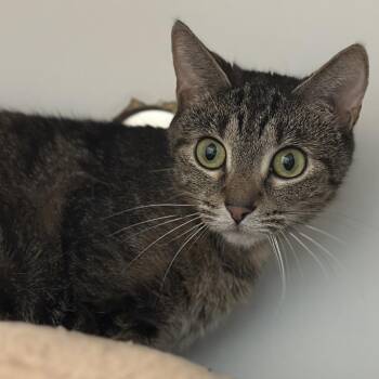 Chickadee -  Domestic Short Hair Cat for Adoption in Chicago, Illinois - Chickadee | PetCurious