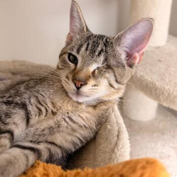 Abigail -  Domestic Short Hair Cat for Adoption in Gainesville, Florida - Abigail | PetCurious