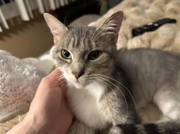 Domestic Short Hair Cats Available for Adoption in Walled Lake, Michigan - Odine (Velcro Kitten!) | PetCurious