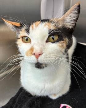 Dandelion -  Domestic Short Hair Cat for Adoption in Hartsville, South Carolina - Dandelion | PetCurious