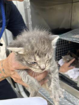 Domestic Short Hair Cats Available for Adoption in Dallas, Texas - JANET | PetCurious