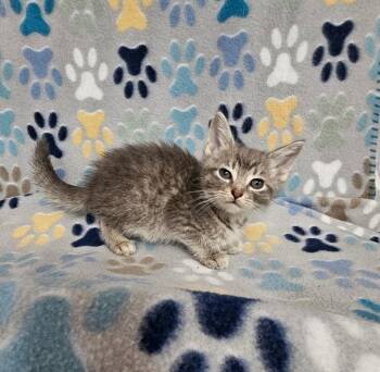 Jasper -  Domestic Short Hair Cat for Adoption in Wabash, Indiana - Jasper | PetCurious