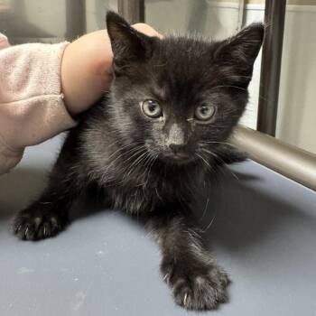 American Shorthair Cats Available for Adoption in Blue Ridge, Georgia - Fonzo | PetCurious