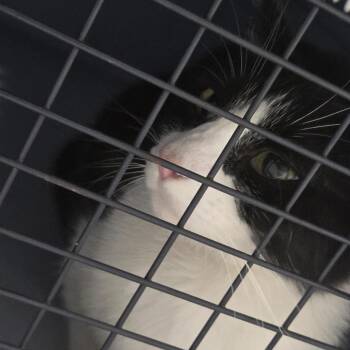 June -  Domestic Short Hair Cat for Adoption in Greensboro, North Carolina - June | PetCurious