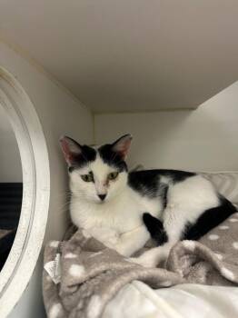 Luna (Dennis) -  Domestic Short Hair Cat for Adoption in Johnson City, Tennessee - Luna (Dennis) | PetCurious