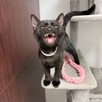Coconut -  Domestic Short Hair Cat for Adoption in La Grange, Kentucky - Coconut | PetCurious