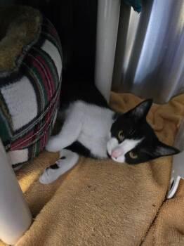 Monty -  Domestic Short Hair Cat for Adoption in Cortland, New York - Monty | PetCurious