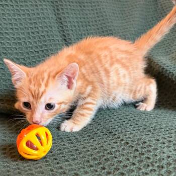 Peeta -  Domestic Short Hair Cat for Adoption in Lewisville, Texas - Peeta | PetCurious