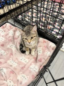 Wally -  Domestic Short Hair Cat for Adoption in Chandler, Arizona - Wally | PetCurious