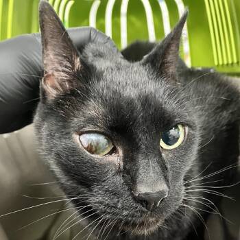 Mystic -  Domestic Short Hair Cat for Adoption in Las Cruces, New Mexico - Mystic | PetCurious