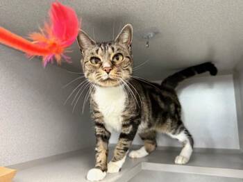 Rescue Domestic Short Hair Cats for Adoption in New York, New York - Brittany | PetCurious