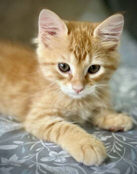 Rescue Domestic Short Hair Cats for Adoption in Oviedo, Florida - Steve | PetCurious