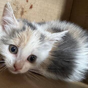 Domestic Medium Hair Cats Available for Adoption in Winston-salem, North Carolina - Stormy | PetCurious