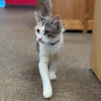 Lions Mane -  Domestic Long Hair and Domestic Short Hair Cat for Adoption in Janesville, Wisconsin - Lions Mane | PetCurious