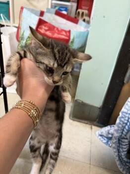 Ring Pop -  Domestic Short Hair Cat for Adoption in Mobile, Alabama - Ring Pop | PetCurious
