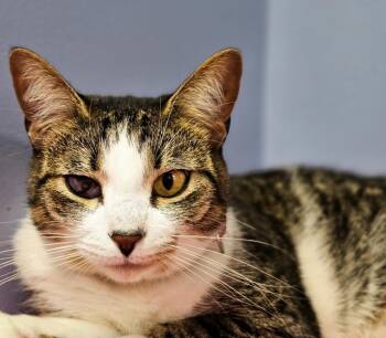 Josey -  Domestic Short Hair Cat for Adoption in Huntington, Indiana - Josey | PetCurious