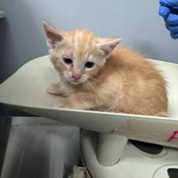Kiros 3474 -  Domestic Short Hair Cat for Adoption in Columbus, Georgia - Kiros 3474 | PetCurious