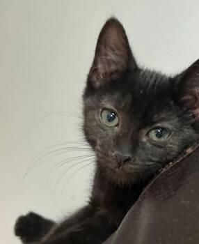 Rescue Domestic Short Hair Cats for Adoption in Lemont, Illinois - Samara | PetCurious