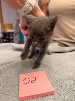Oliver -  Domestic Short Hair Cat for Adoption in Vancouver, Washington - Oliver | PetCurious