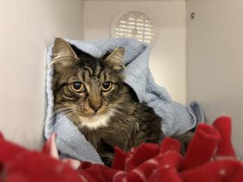 MJ -  Domestic Medium Hair Cat for Adoption in Kent, Washington - MJ | PetCurious