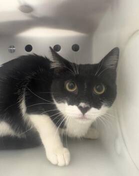 Domestic Short Hair Cats Available for Adoption in Daytona Beach, Florida - Cookies & Cream | PetCurious