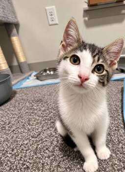 Topaz -  Domestic Short Hair Cat for Adoption in Victor, New York - Topaz | PetCurious